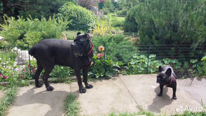 Гостиница для животных