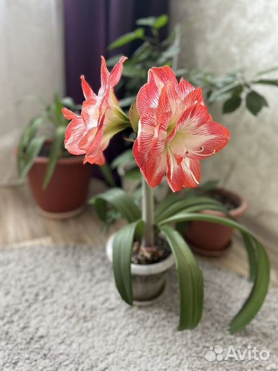 Гиппиаструм