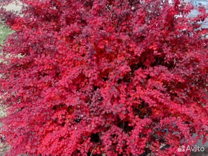 Саженцы барбариса красного и желтого