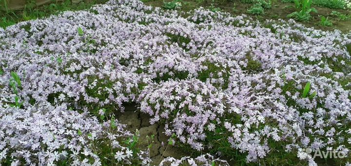 Флокс шиловидный