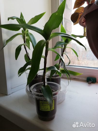 Растение золотой ус