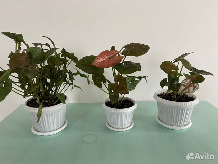 Сингониумы