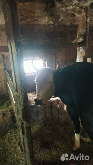 Коровы, телята