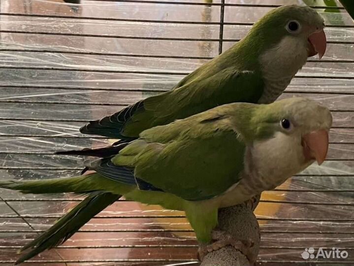 Попугай Монах