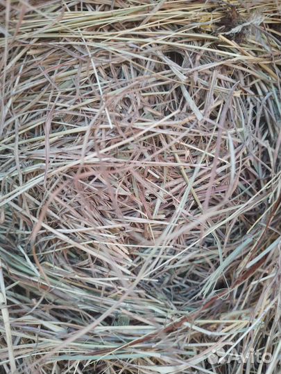 Сено в тюках