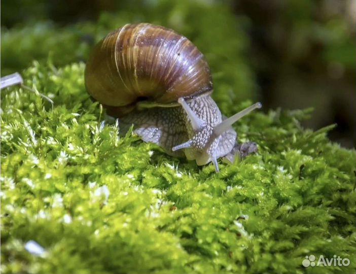 Мох сфагнум, живой