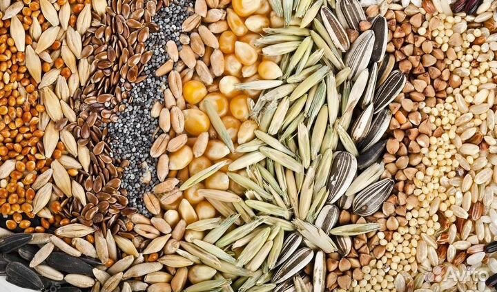 Пшеница ячмень овес гречиха горох подсолнечник