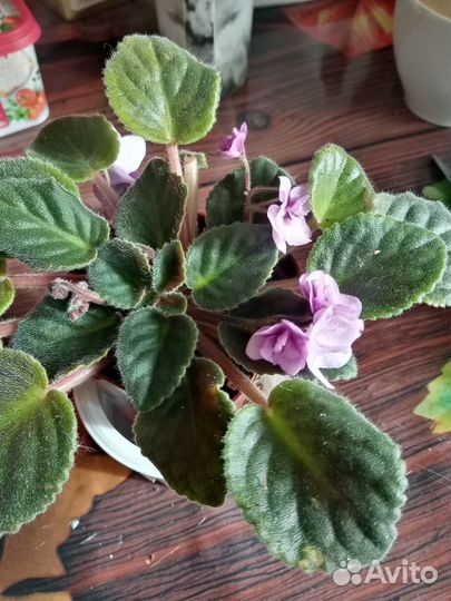 Сенполия (фиалка)