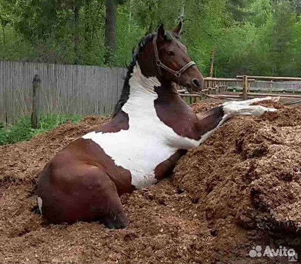 Навоз конский, коровий, перегной