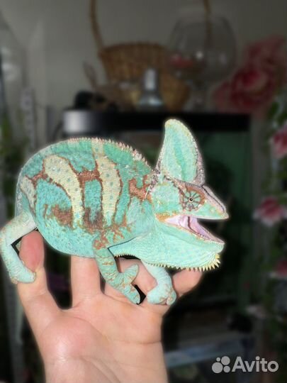 Йеменский хамелеон (пара разные родители)