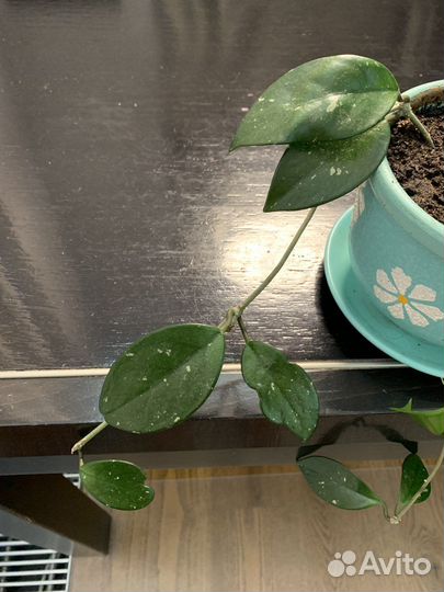 Хойя взрослая