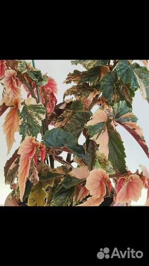 Сансевиерия сциндапсус эпипремнум