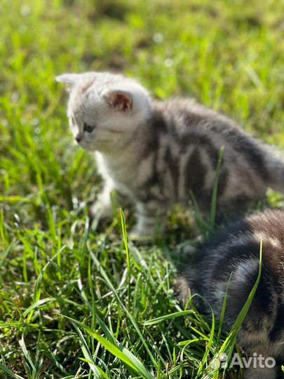 Британские котята