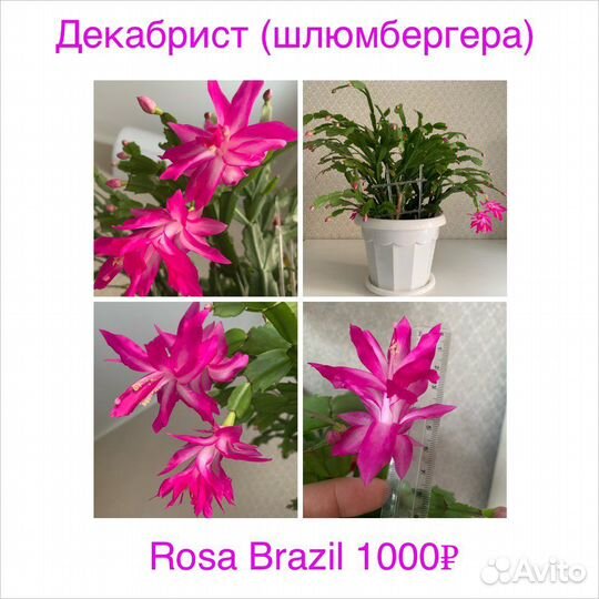 Декабрист шлюмбергера