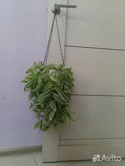 Традесканция зелёные листья с белыми полосками