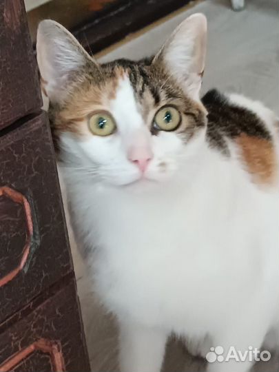 Стерилизованная 3-цветн. кошечка, 1 г, в хор. руки