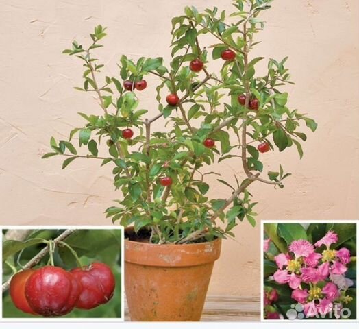 Мальпигия Барбадосская вишня купить в Самаре | Товары для дома и дачи ...