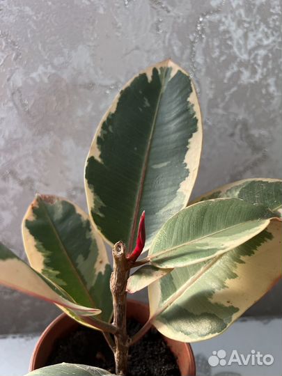 Фикус эластика тинеке