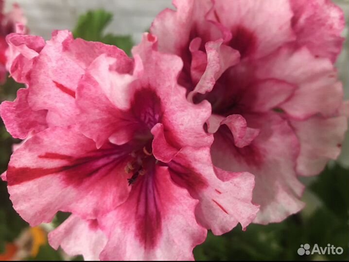 Королевская пеларгония черенки на срез