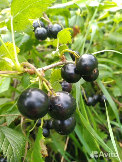 Черная смородина ягоды