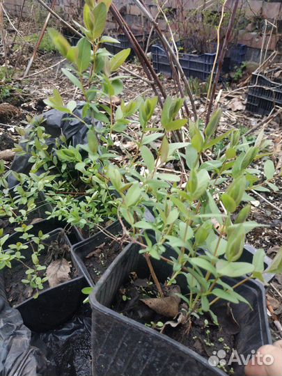 Саженцы жимолости