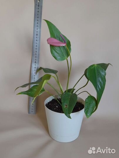 Антуриум Зизу