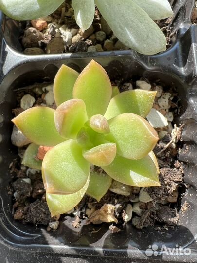 Суккуленты разных видов хавортия эхиверия седум