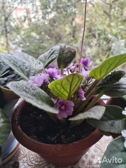 Сортовые фиалки