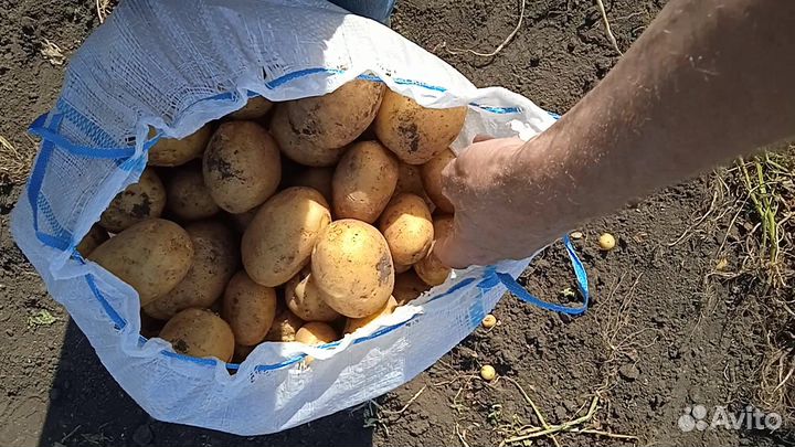 Картофель Оптом из Краснодарского края 28.07.2023