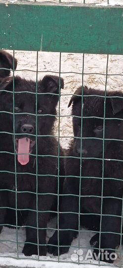 Щенки немецкой овчарки