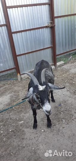 Коза нубийская,дойная молочная