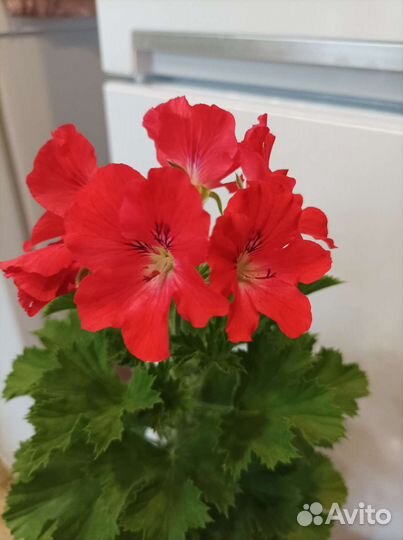 Пеларгония герань королевская