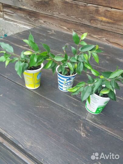 Фикус бенджамина