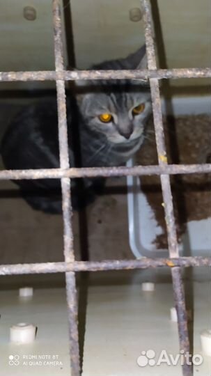 Кот