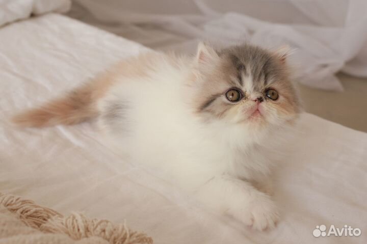 Персидская кошечка