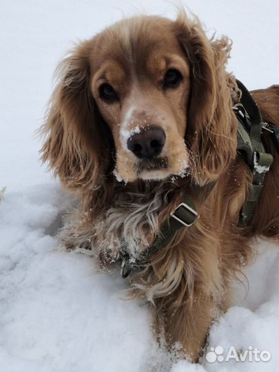 Спаниель вязка