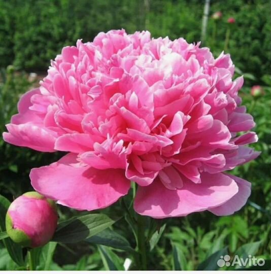 Пион Амабилис