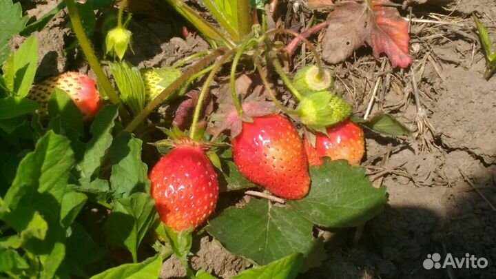 Рассада суперранней клубники