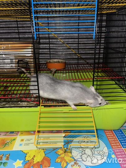 Мышь с клеткой