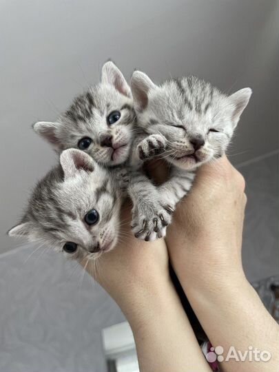 Британские короткошерстные котята
