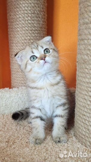 Шотландские шиншиллы из питомника