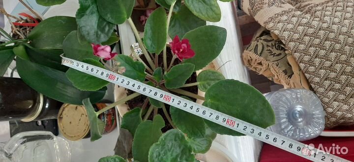 Сортовые фиалки Гиганты