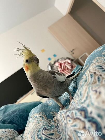 Попугай корелла с клеткой