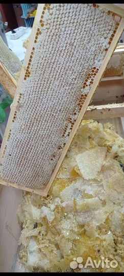 Свежий мед 2023