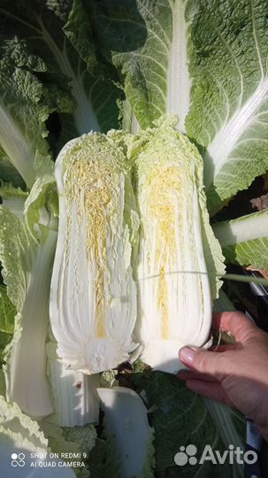 Пекинская капуста