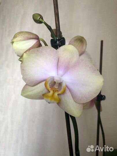 Орхидея фаленопсис