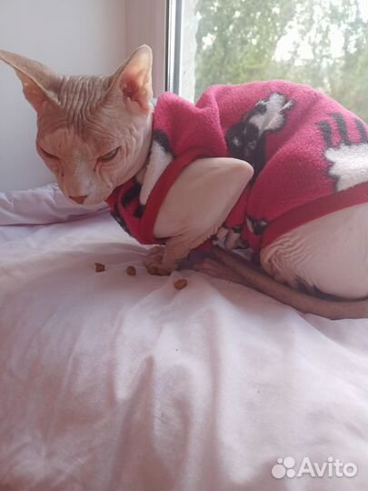 Донской сфинкс