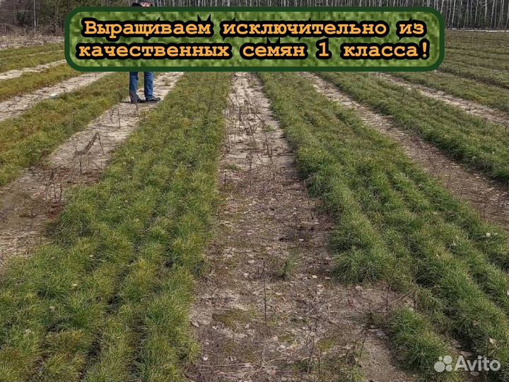 Сеянцы сосны и ели окс