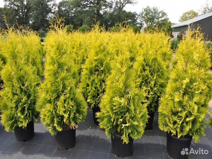 Туя западная 