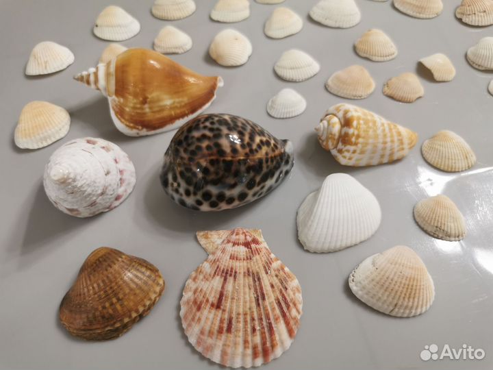 Ракушки, морские раковины